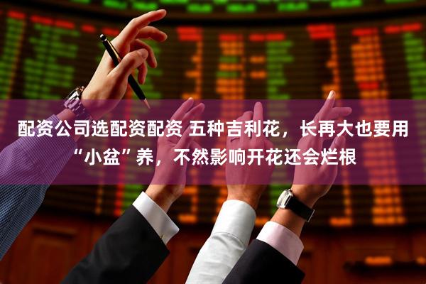 配资公司选配资配资 五种吉利花，长再大也要用“小盆”养，不然影响开花还会烂根