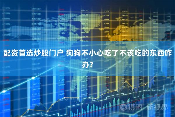 配资首选炒股门户 狗狗不小心吃了不该吃的东西咋办?
